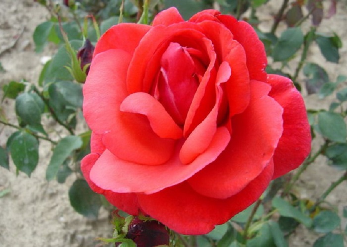Nőnapi rózsa