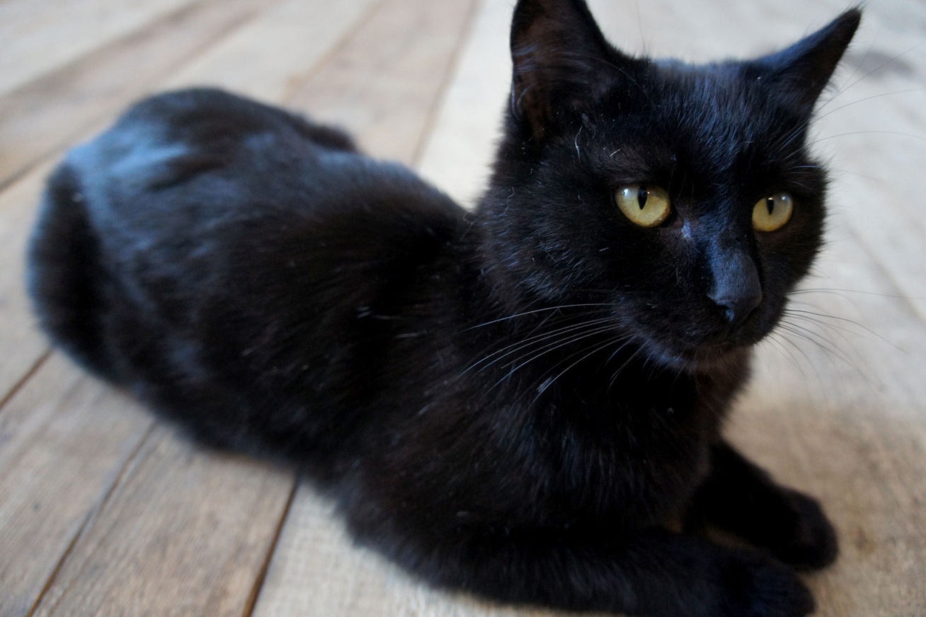 A fekete macska