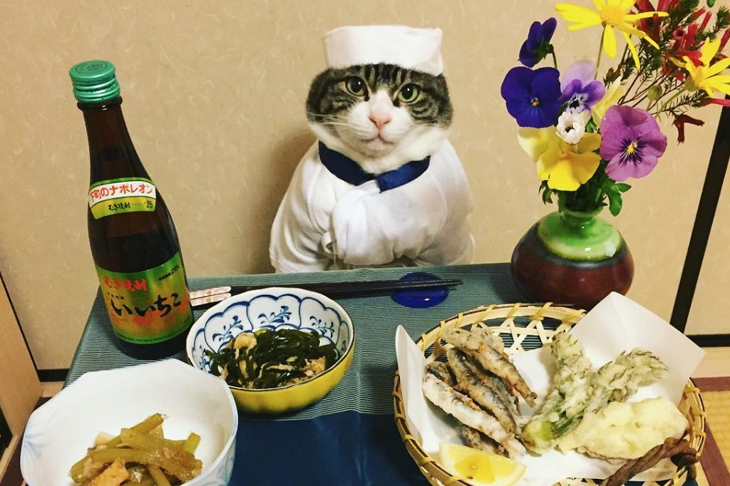 Macska mint szakács