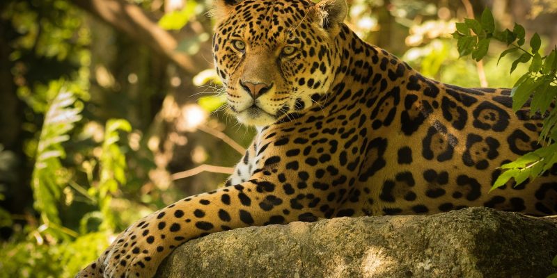 A kicsúfolt jaguár