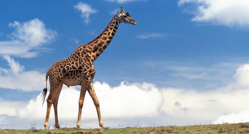 Miért hosszú a zsiráf nyaka?