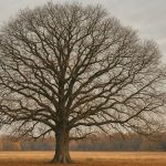 Garay Zsuzsanna: A tölgyfa