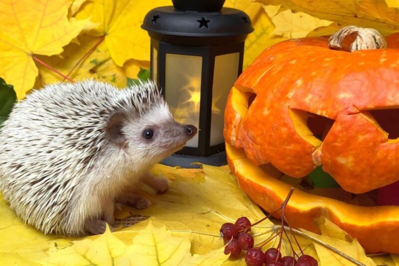 A kis sün és a sötéttől félő töklámpás – Halloween mese